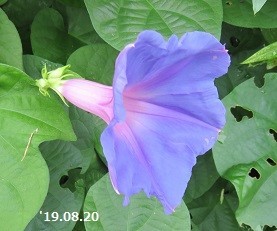 f:id:mikawakinta63:20190821145439j:plain f:id:mikawakinta63:20190821145439j:plain