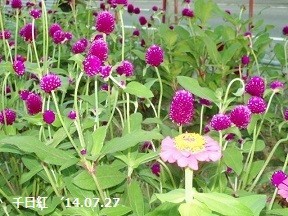 f:id:mikawakinta63:20190821145626j:plain f:id:mikawakinta63:20190821145626j:plain