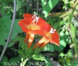 f:id:mikawakinta63:20190823152113j:plain f:id:mikawakinta63:20190823152113j:plain