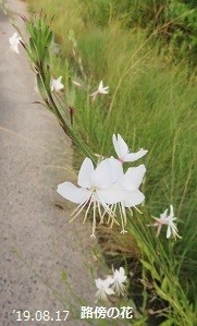 f:id:mikawakinta63:20190823154948j:plain f:id:mikawakinta63:20190823154948j:plain
