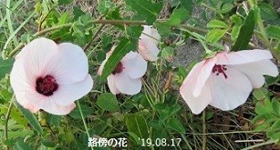 f:id:mikawakinta63:20190823155006j:plain f:id:mikawakinta63:20190823155006j:plain