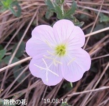 f:id:mikawakinta63:20190823155021j:plain f:id:mikawakinta63:20190823155021j:plain