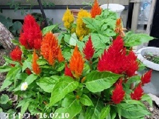 f:id:mikawakinta63:20190828134234j:plain f:id:mikawakinta63:20190828134234j:plain