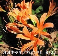 f:id:mikawakinta63:20190830130434j:plain f:id:mikawakinta63:20190830130434j:plain