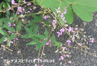 f:id:mikawakinta63:20190906133845j:plain f:id:mikawakinta63:20190906133845j:plain