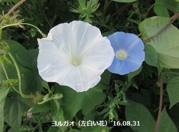 f:id:mikawakinta63:20190906141410j:plain f:id:mikawakinta63:20190906141410j:plain