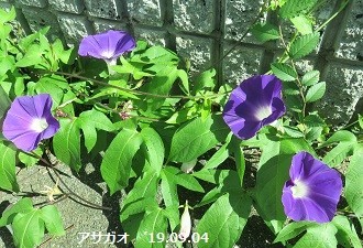 f:id:mikawakinta63:20190906143618j:plain f:id:mikawakinta63:20190906143618j:plain