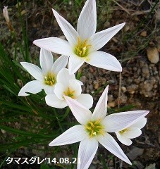 f:id:mikawakinta63:20190909132316j:plain f:id:mikawakinta63:20190909132316j:plain