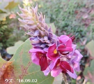 f:id:mikawakinta63:20190911141207j:plain f:id:mikawakinta63:20190911141207j:plain