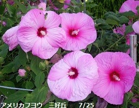 f:id:mikawakinta63:20190916124948j:plain f:id:mikawakinta63:20190916124948j:plain