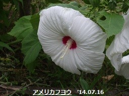 f:id:mikawakinta63:20190916125014j:plain f:id:mikawakinta63:20190916125014j:plain