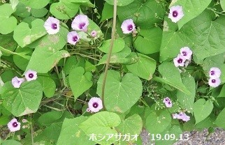 f:id:mikawakinta63:20190916142444j:plain f:id:mikawakinta63:20190916142444j:plain
