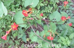 f:id:mikawakinta63:20190916142522j:plain f:id:mikawakinta63:20190916142522j:plain
