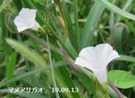 f:id:mikawakinta63:20190916142544j:plain f:id:mikawakinta63:20190916142544j:plain