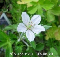 f:id:mikawakinta63:20190918213153j:plain f:id:mikawakinta63:20190918213153j:plain