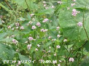 f:id:mikawakinta63:20190918213821p:plain f:id:mikawakinta63:20190918213821p:plain