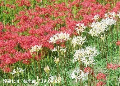 f:id:mikawakinta63:20191001154500j:plain f:id:mikawakinta63:20191001154500j:plain