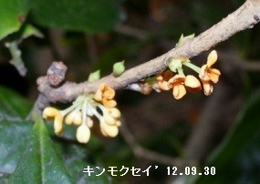 f:id:mikawakinta63:20191002151338j:plain f:id:mikawakinta63:20191002151338j:plain