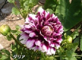 f:id:mikawakinta63:20191011203717j:plain f:id:mikawakinta63:20191011203717j:plain