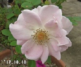 f:id:mikawakinta63:20191011204446j:plain f:id:mikawakinta63:20191011204446j:plain