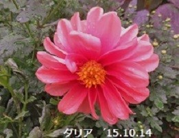 f:id:mikawakinta63:20191014155615j:plain f:id:mikawakinta63:20191014155615j:plain
