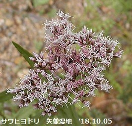 f:id:mikawakinta63:20191018162937j:plain f:id:mikawakinta63:20191018162937j:plain