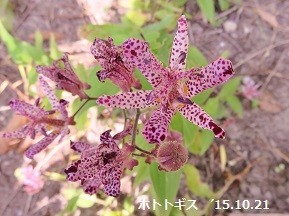 f:id:mikawakinta63:20191018165534j:plain f:id:mikawakinta63:20191018165534j:plain