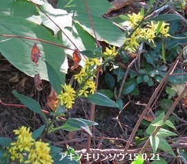 f:id:mikawakinta63:20191021152609j:plain f:id:mikawakinta63:20191021152609j:plain