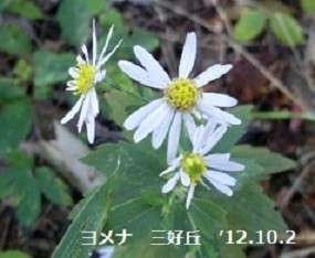 f:id:mikawakinta63:20191028140822j:plain f:id:mikawakinta63:20191028140822j:plain