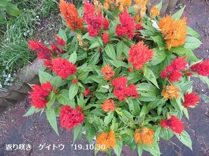 f:id:mikawakinta63:20191030144417j:plain f:id:mikawakinta63:20191030144417j:plain