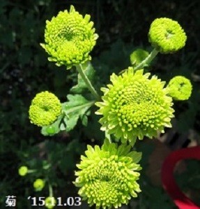 f:id:mikawakinta63:20191104150632j:plain f:id:mikawakinta63:20191104150632j:plain
