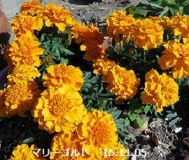 f:id:mikawakinta63:20191106165319j:plain f:id:mikawakinta63:20191106165319j:plain