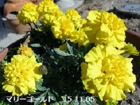 f:id:mikawakinta63:20191106165340j:plain f:id:mikawakinta63:20191106165340j:plain