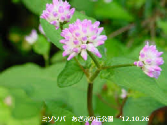 f:id:mikawakinta63:20191115194118p:plain f:id:mikawakinta63:20191115194118p:plain
