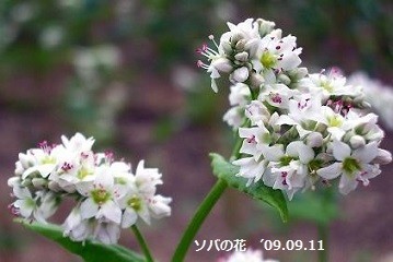 f:id:mikawakinta63:20191115194639j:plain f:id:mikawakinta63:20191115194639j:plain