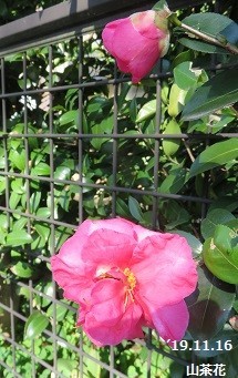 f:id:mikawakinta63:20191118155716j:plain f:id:mikawakinta63:20191118155716j:plain