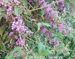 f:id:mikawakinta63:20191120150014j:plain f:id:mikawakinta63:20191120150014j:plain