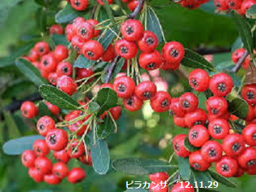 f:id:mikawakinta63:20191125142443p:plain f:id:mikawakinta63:20191125142443p:plain