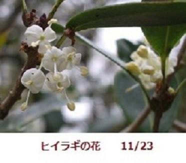 f:id:mikawakinta63:20191127141548j:plain f:id:mikawakinta63:20191127141548j:plain