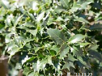 f:id:mikawakinta63:20191127141614p:plain f:id:mikawakinta63:20191127141614p:plain