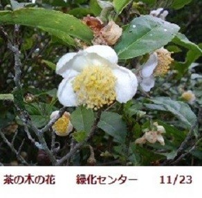 f:id:mikawakinta63:20191127142423j:plain f:id:mikawakinta63:20191127142423j:plain