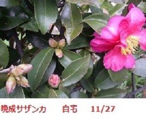 f:id:mikawakinta63:20191127142442j:plain f:id:mikawakinta63:20191127142442j:plain