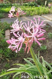 f:id:mikawakinta63:20191216105356j:plain f:id:mikawakinta63:20191216105356j:plain