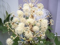 f:id:mikawakinta63:20191216105713j:plain f:id:mikawakinta63:20191216105713j:plain