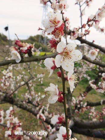 f:id:mikawakinta63:20200221172533j:plain f:id:mikawakinta63:20200221172533j:plain