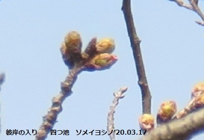 f:id:mikawakinta63:20200320162846j:plain f:id:mikawakinta63:20200320162846j:plain