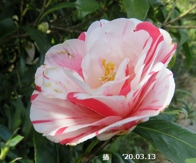 f:id:mikawakinta63:20200320162903j:plain f:id:mikawakinta63:20200320162903j:plain