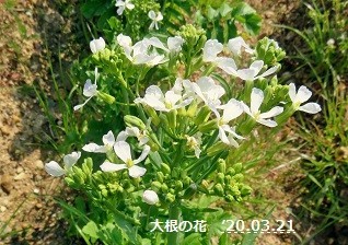 f:id:mikawakinta63:20200321205754j:plain f:id:mikawakinta63:20200321205754j:plain