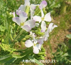 f:id:mikawakinta63:20200321205823j:plain f:id:mikawakinta63:20200321205823j:plain