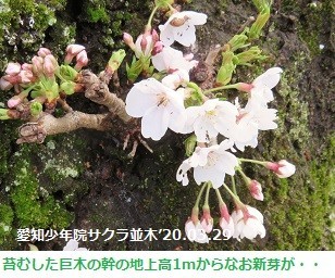 f:id:mikawakinta63:20200331165313j:plain f:id:mikawakinta63:20200331165313j:plain